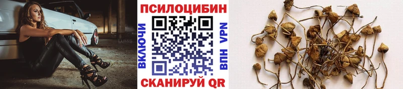 Галлюциногенные грибы Psilocybine cubensis Купить где Людиново